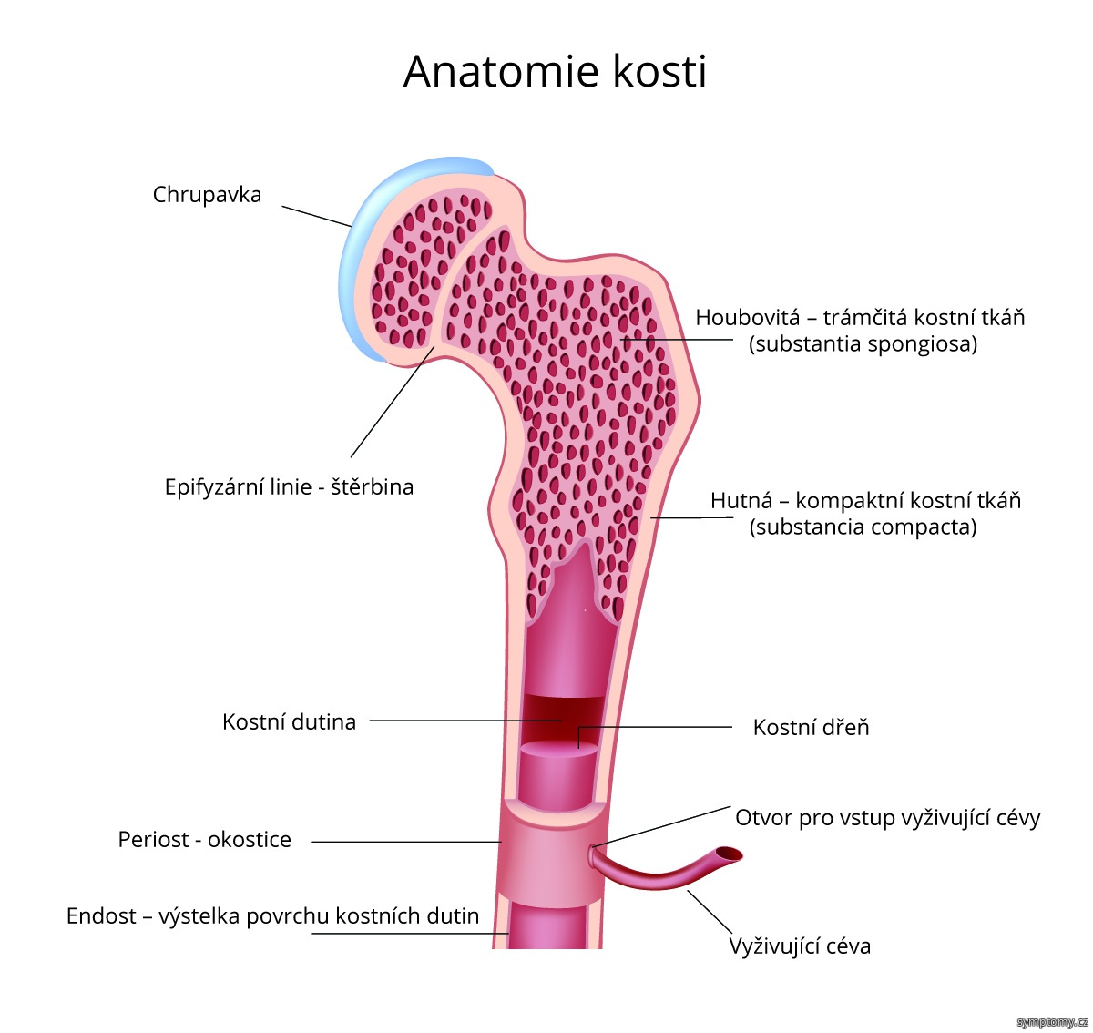 Stavba kosti